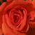 Czerwony  - Róże rabatowe grandiflora - floribunda - Prominent®